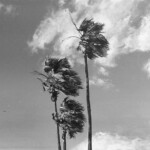 Palms