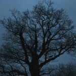 Adam Żądło, cykl "Deserted Village": A Tree Falls